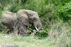 Afrikanischer Elefant (11 von 131).jpg